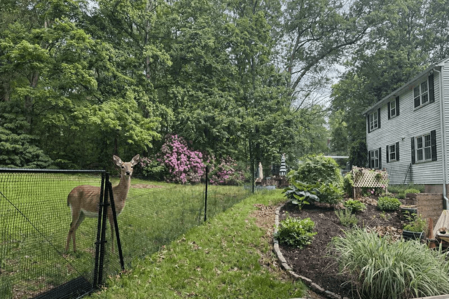 Lush vegetable garden protected by a discreet mesh deer fence