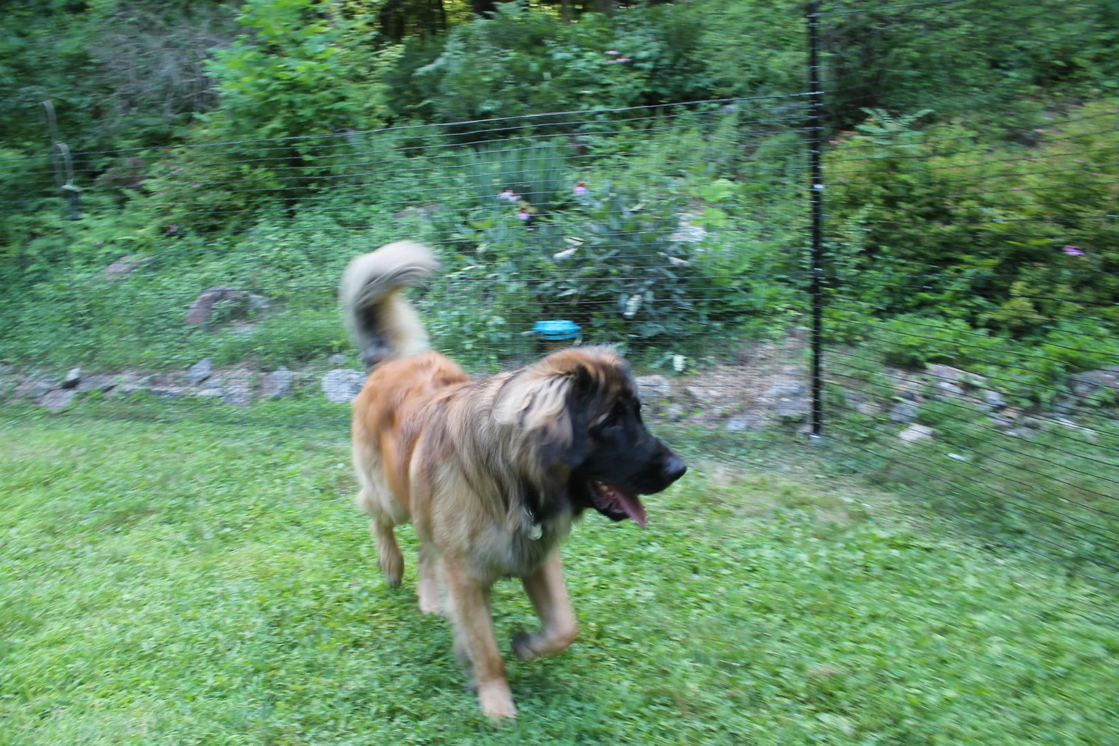 low visibility pro installed dog fence with a dog running on large rural property